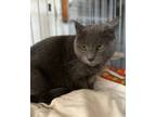 Adopt Cinder a Russian Blue