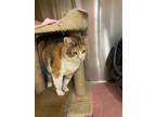 Adopt Reese aka Amber - KO a Domestic Short Hair