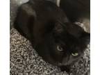 Adopt Guava aka Onyx - KO (PetSmart Laurens Rd) a Domestic Short Hair