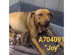 Adopt Joy a American Staffordshire Terrier