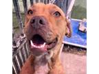 Adopt Joy a American Staffordshire Terrier