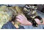 Adopt Bella - Offered by Owner a Tortoiseshell, Domestic Long Hair