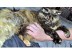 Adopt Bella - Offered by Owner a Tortoiseshell, Domestic Long Hair