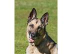 Adopt Angelina Jo Lee a German Shepherd Dog