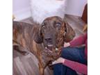 Adopt Caroline a Plott Hound