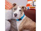 Adopt Cece a Pit Bull Terrier