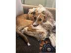 Adopt Love a Australian Shepherd, Bull Terrier