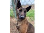 Adopt Bella a Belgian Shepherd / Malinois