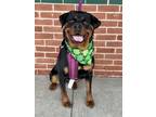 Adopt Layla (5) a Rottweiler, Mixed Breed
