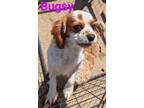 Adopt Bugsy a Cavalier King Charles Spaniel