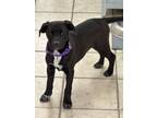 Adopt Voyd a Pit Bull Terrier, Mixed Breed