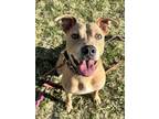 Adopt Edna a Pit Bull Terrier, Mixed Breed