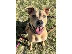 Adopt Edna a Mixed Breed