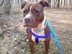 Adopt BABY SMOKE a Pit Bull Terrier