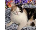 Adopt Cayenne a Domestic Short Hair