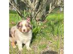 Australian Shepherd Puppy for sale in Terryville, CT, USA
