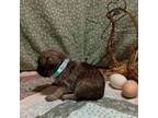 Brussels Griffon Puppy for sale in Berkeley Springs, WV, USA