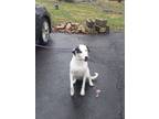 Adopt Jaidyn a Dalmatian, Pointer