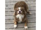 Adopt Silly Lilly a Australian Shepherd