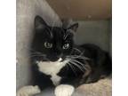 Adopt Camille a Domestic Short Hair