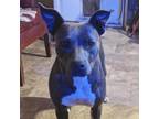 Adopt Jasmine a American Staffordshire Terrier