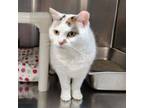 Adopt MDSPCA Luna (aka Mochi) a Domestic Short Hair