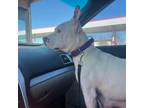 Adopt Raven a Pit Bull Terrier, Mixed Breed