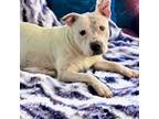 Adopt Raven a Pit Bull Terrier, Mixed Breed