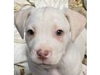 Adopt Elsa - shed litter of 9 a Labrador Retriever, Pit Bull Terrier