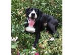 Adopt Anna - shed litter of 9 a Labrador Retriever, Pit Bull Terrier