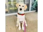 Adopt Tulip Spring a Golden Retriever, Poodle