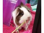 Adopt Poppy a Guinea Pig