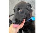 Adopt Nadia a Black Labrador Retriever