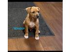 Adopt Puppies a Black Mouth Cur, Boxer