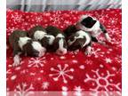 Boston Terrier PUPPY FOR SALE ADN-773868 - Boston Terrier Puppies