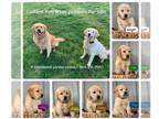 Golden Retriever PUPPY FOR SALE ADN-773861 - Golden Retriever Puppies