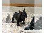 French Bulldog PUPPY FOR SALE ADN-773846 - Coco AKC Frenchie female