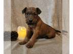 Irish Terrier PUPPY FOR SALE ADN-773816 - Irish Terrier puppies