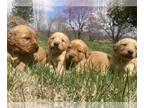 Golden Retriever PUPPY FOR SALE ADN-773676 - AKC golden retriever litter