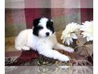 Border Collie PUPPY FOR SALE ADN-773394 - Tessa Adorable Purebred Border Collie