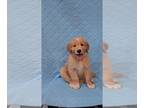 Goldendoodle PUPPY FOR SALE ADN-773651 - Golden Doodle Puppies looking forever