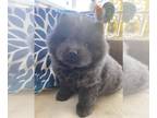 Chow Chow PUPPY FOR SALE ADN-773650 - Full blooded Chow Chow
