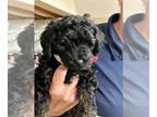 Goldendoodle-Poodle (Miniature) Mix PUPPY FOR SALE ADN-773628 - Mini