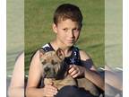 Cane Corso PUPPY FOR SALE ADN-773583 - 4 Corso Puppies