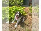 English Springer Spaniel PUPPY FOR SALE ADN-773582 - English Spinger Spaniel