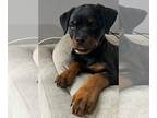 Rottweiler PUPPY FOR SALE ADN-773565 - Rottweiler puppy