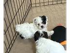 Shih-Poo PUPPY FOR SALE ADN-773561 - Shihpoo puppy male