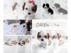 Cavalier King Charles Spaniel PUPPY FOR SALE ADN-773532 - Cavalier King Charles