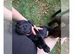 Labrador Retriever PUPPY FOR SALE ADN-773526 - American Type pups