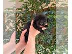 Labrador Retriever PUPPY FOR SALE ADN-773526 - American Type pups